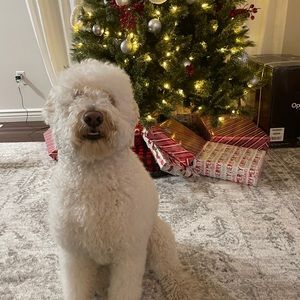 Meet your Posher, Kai